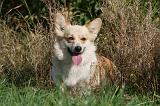 CORGI PEMBROKE 1040